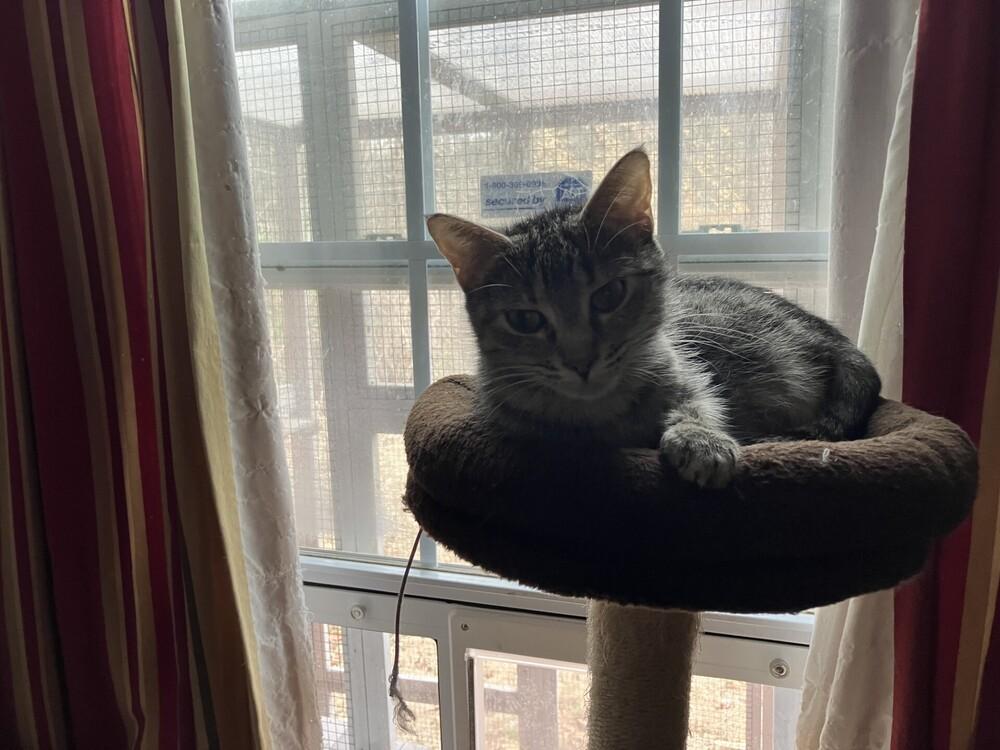 Enlarge Mamma Mia, a Adoptable Tabby in Powder Springs, GA image 5/6