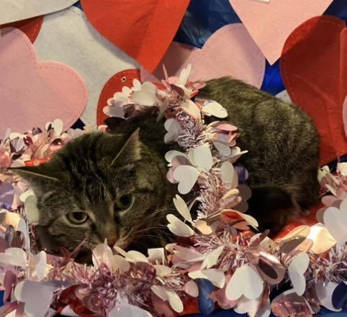 Enlarge Mamma Mia, a Adoptable Tabby in Powder Springs, GA image 6/6