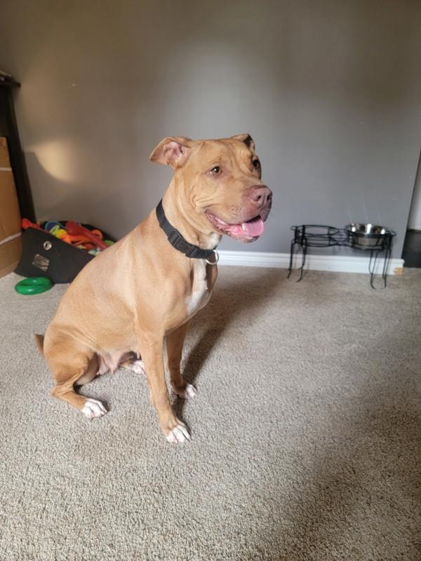 Penny, Adoptable, Adult Female Mixed Breed.