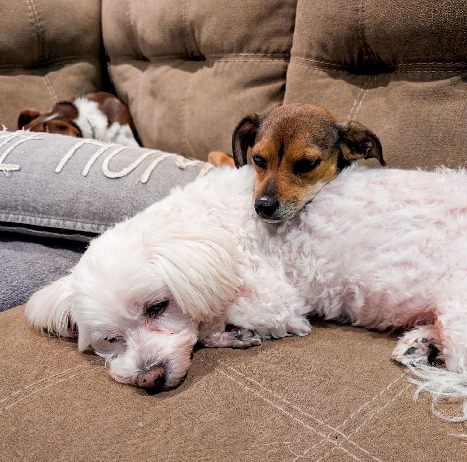 Enlarge Wynn, a Adoptable Chihuahua in Springville, NY image 3/3