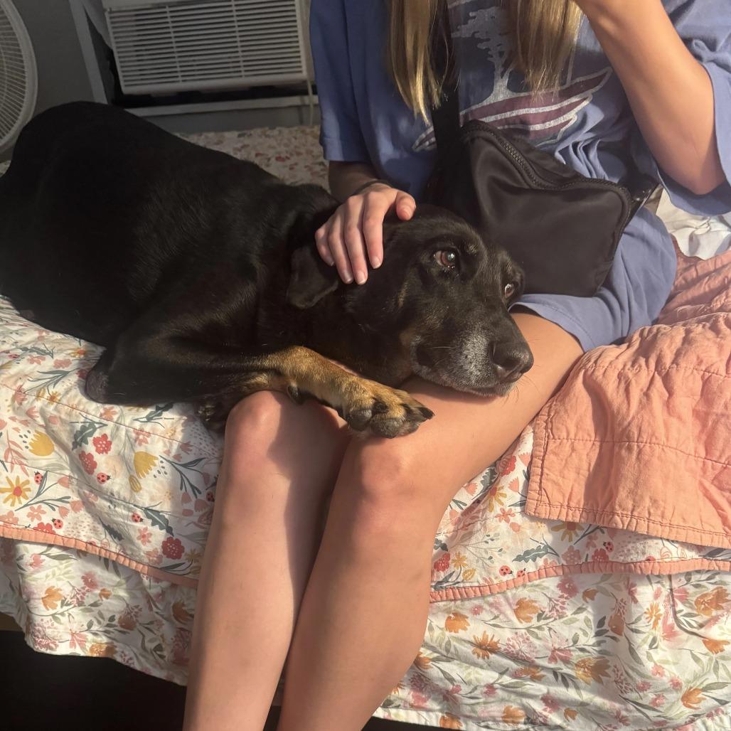 Enlarge Sheba, a Adoptable mixed breed in Tupelo, MS image 1/6