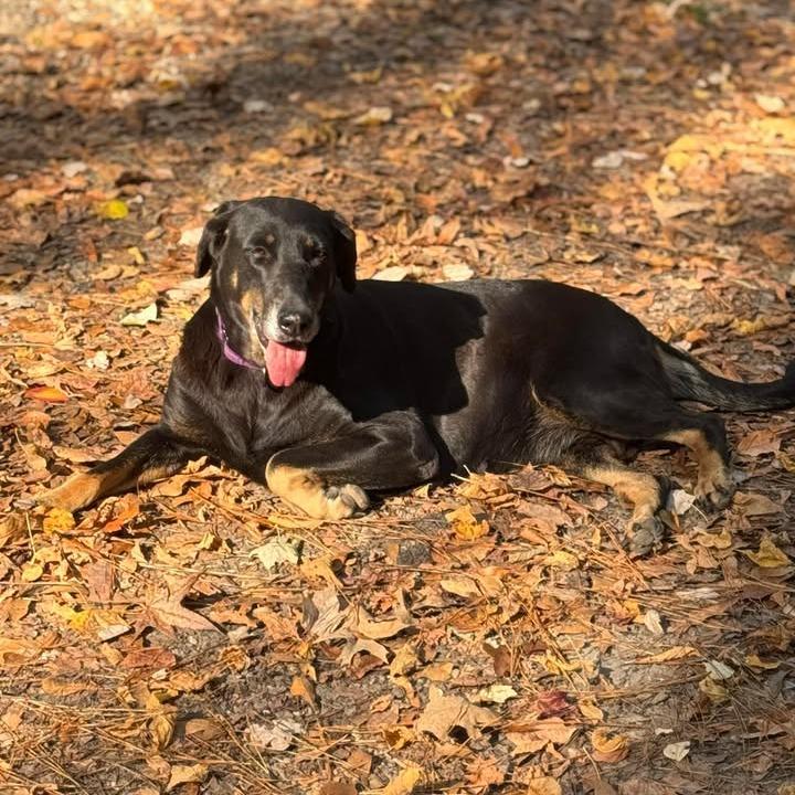 Enlarge Sheba, a Adoptable mixed breed in Tupelo, MS image 2/6