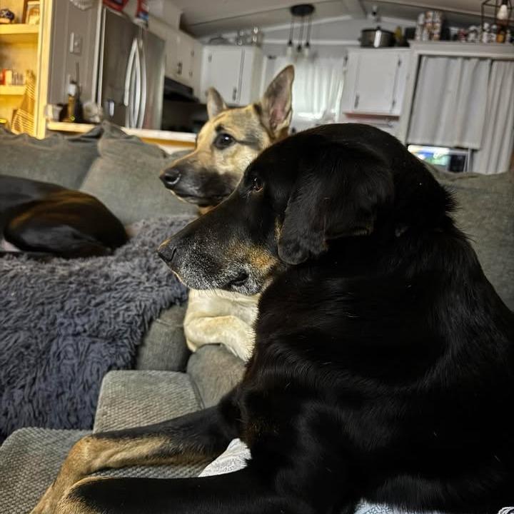 Enlarge Sheba, a Adoptable mixed breed in Tupelo, MS image 3/6