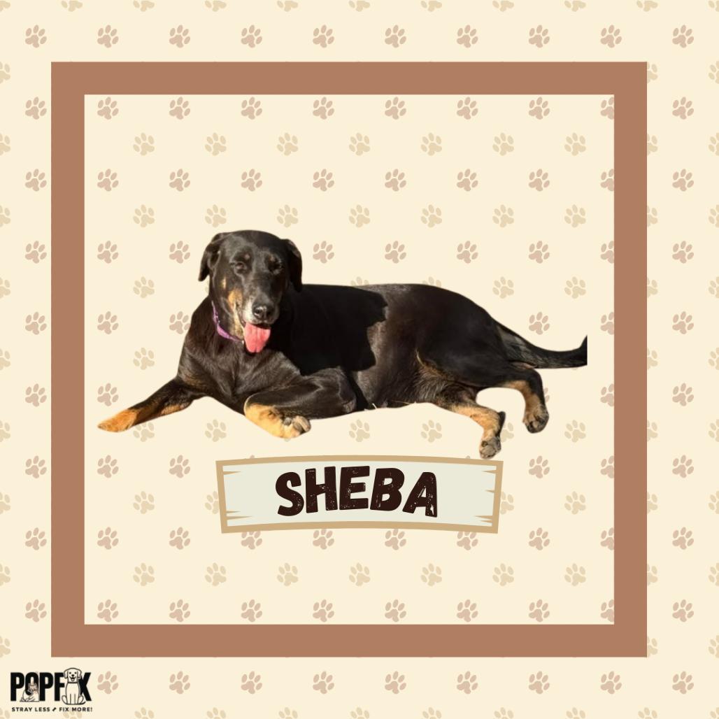 Enlarge Sheba, a Adoptable mixed breed in Tupelo, MS image 4/6