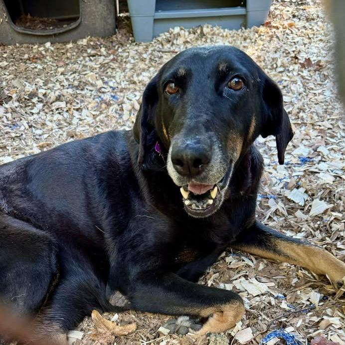 Enlarge Sheba, a Adoptable mixed breed in Tupelo, MS image 5/6