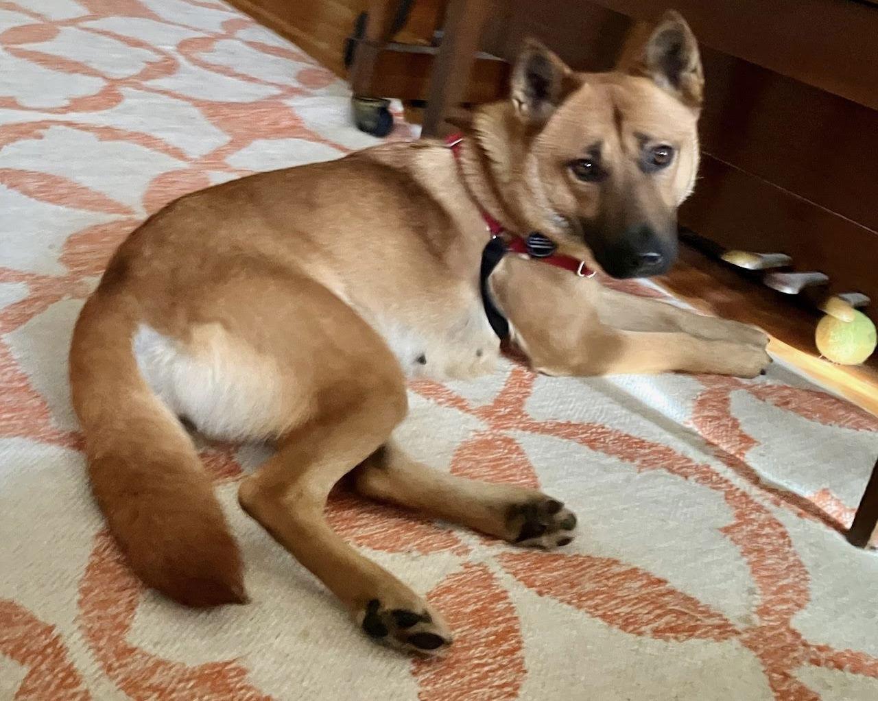 Enlarge Amberly, a Adoptable Jindo in St. Paul, MN image 1/3