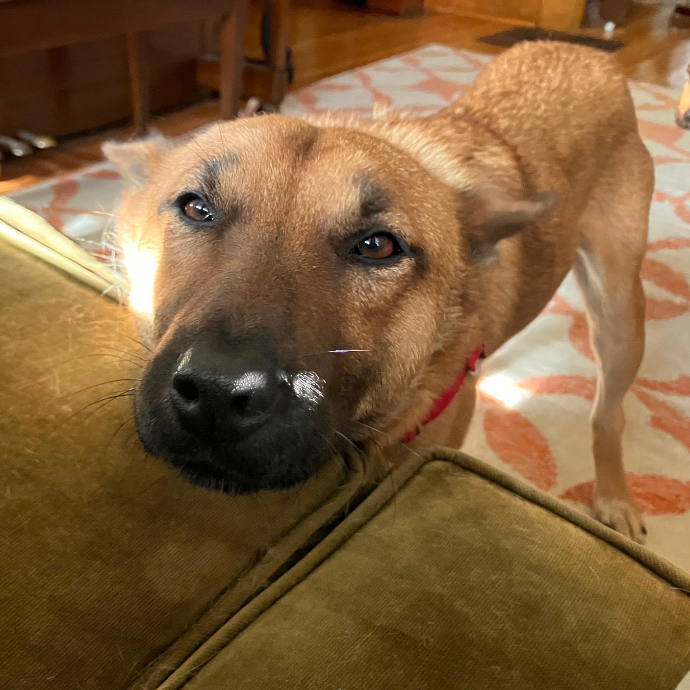 Enlarge Amberly, a Adoptable Jindo in St. Paul, MN image 2/3