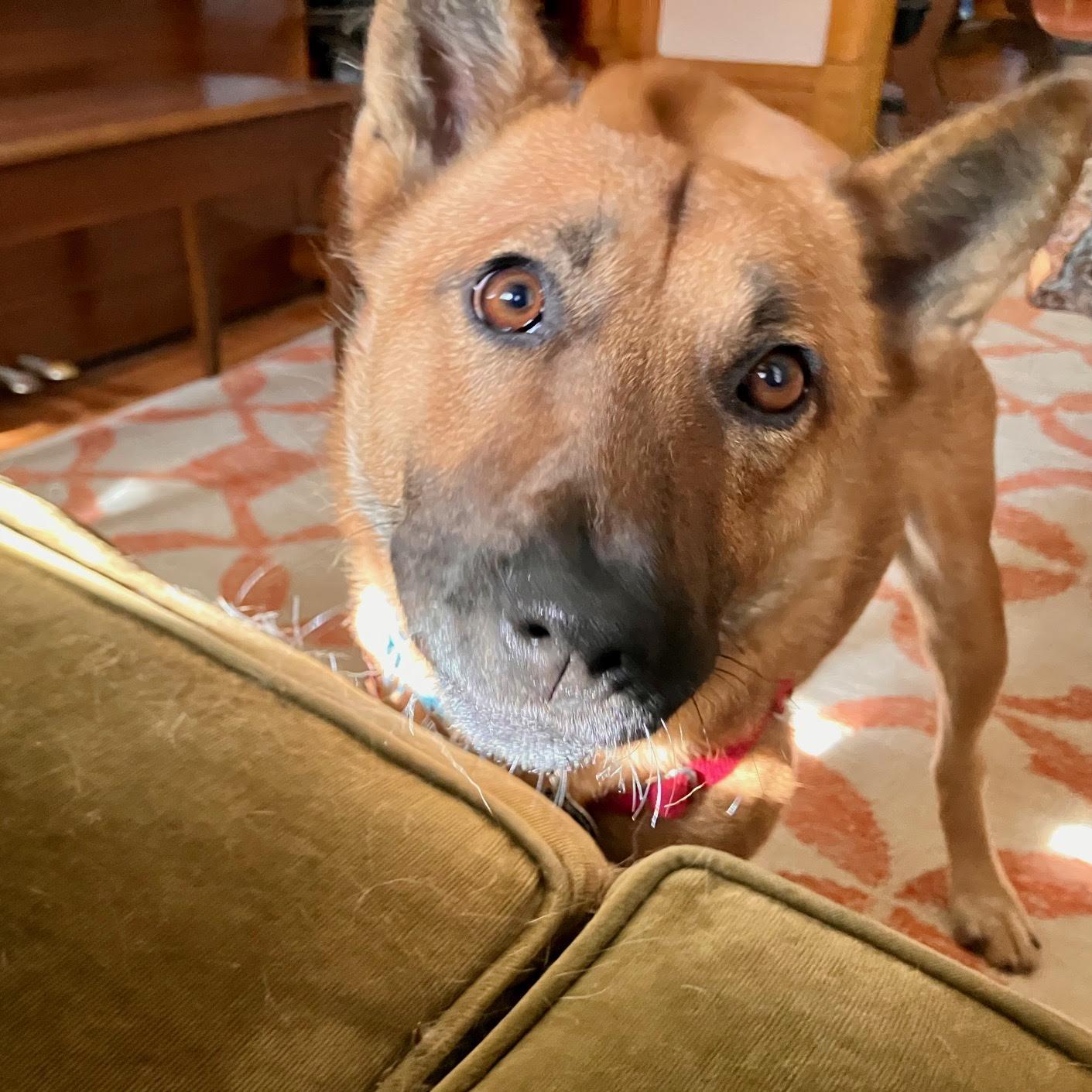 Enlarge Amberly, a Adoptable Jindo in St. Paul, MN image 3/3