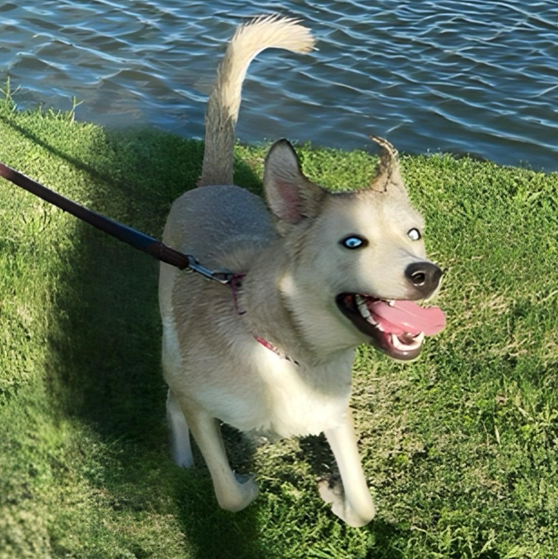 MULAN, an adoptable Husky in Farmington, UT, 84025 | Photo Image 5