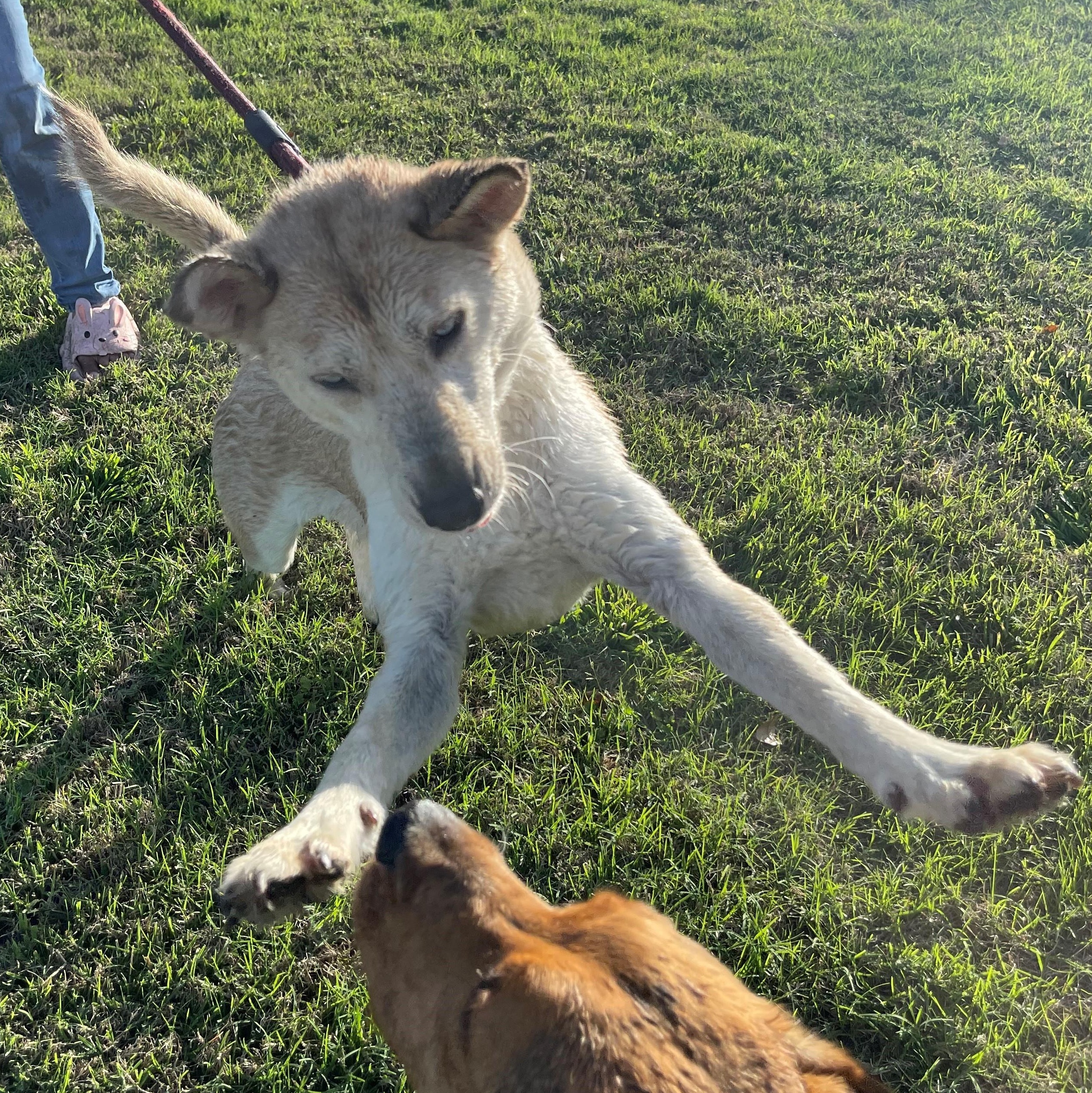 MULAN, an adoptable Husky in Farmington, UT, 84025 | Photo Image 3
