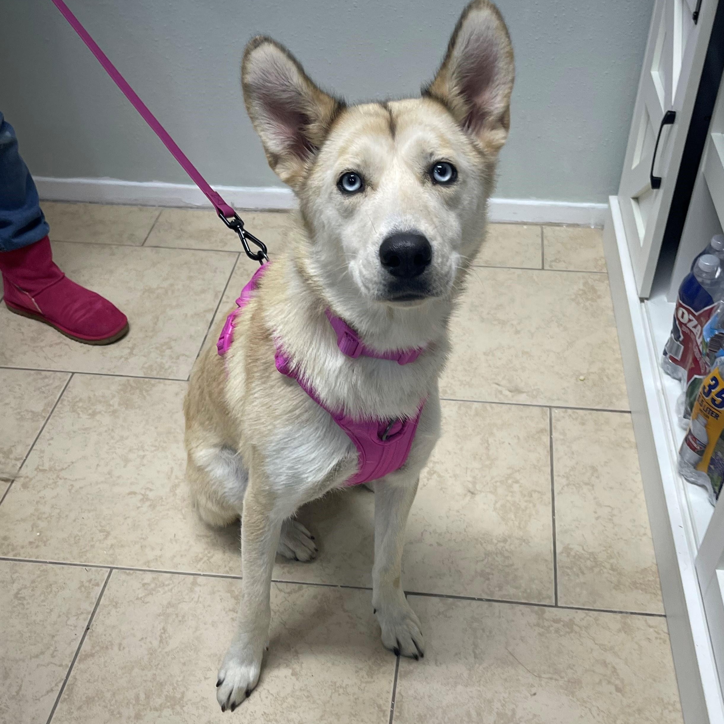 MULAN, an adoptable Husky in Farmington, UT, 84025 | Photo Image 1