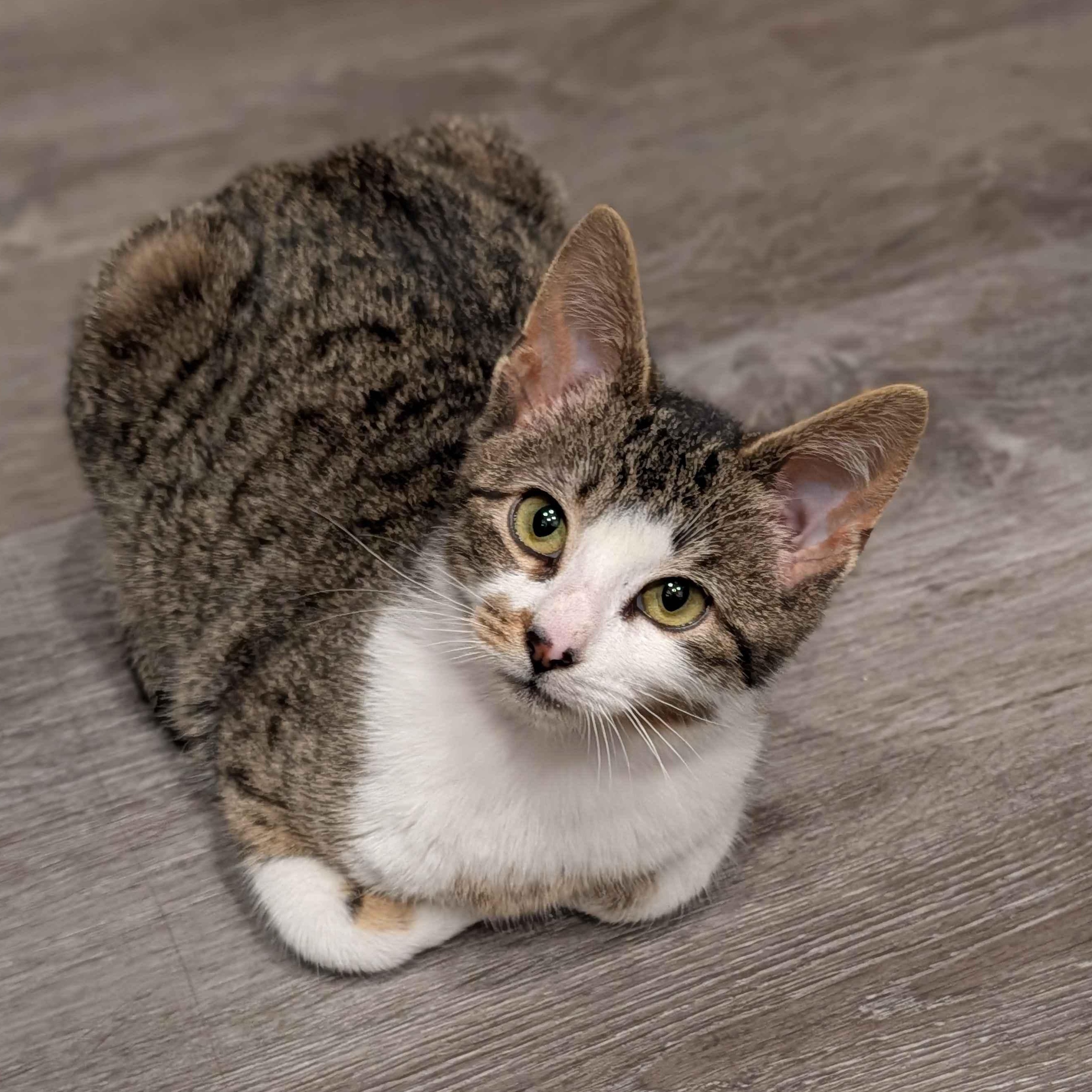 Kiwi, an adopted Domestic Short Hair in Weehawken, NJ image 1/6