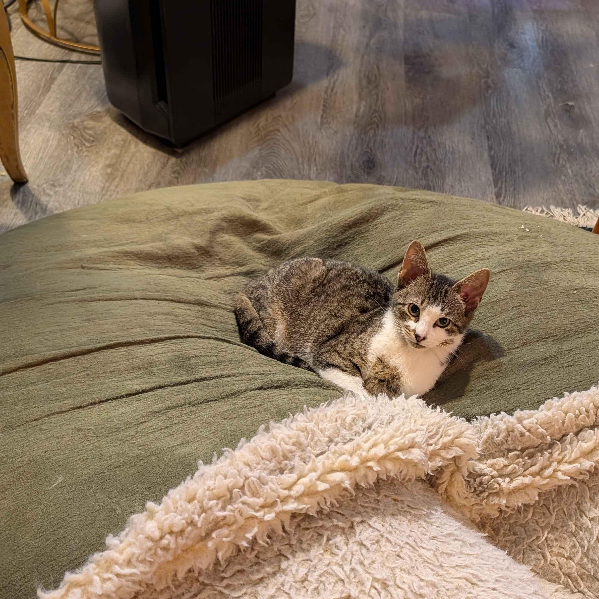 Kiwi, an adopted Domestic Short Hair in Weehawken, NJ image 2/6