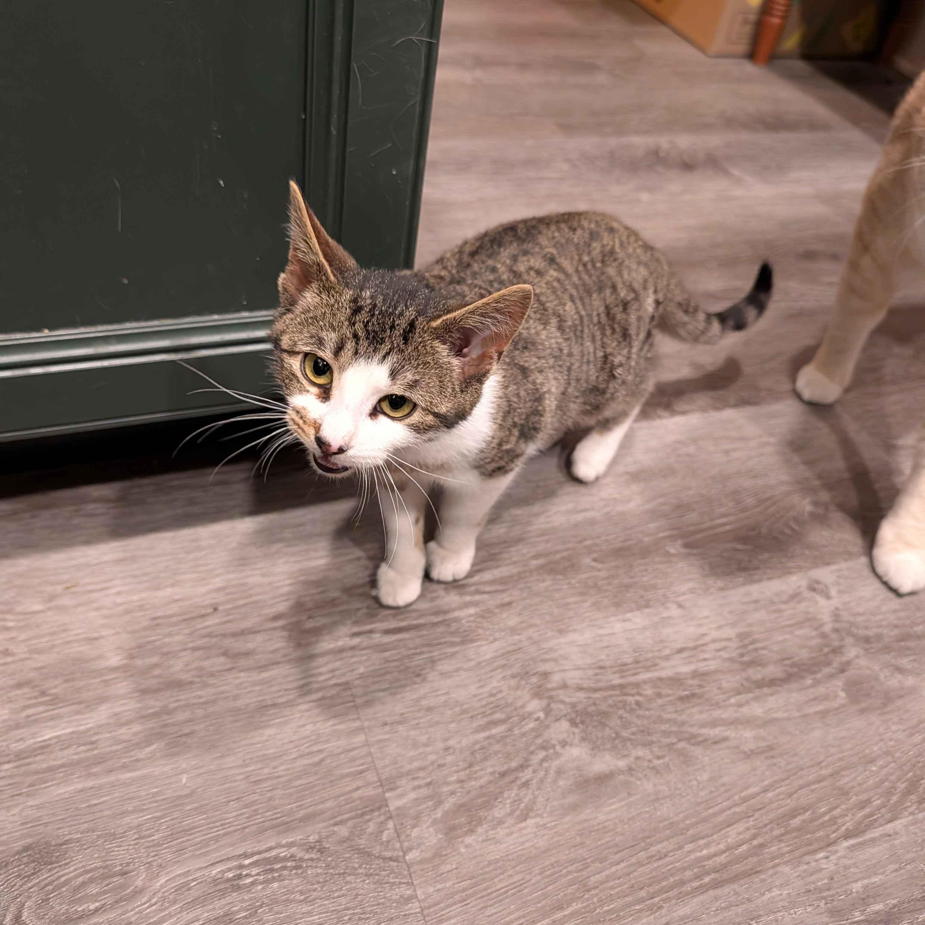 Kiwi, an adopted Domestic Short Hair in Weehawken, NJ image 3/6