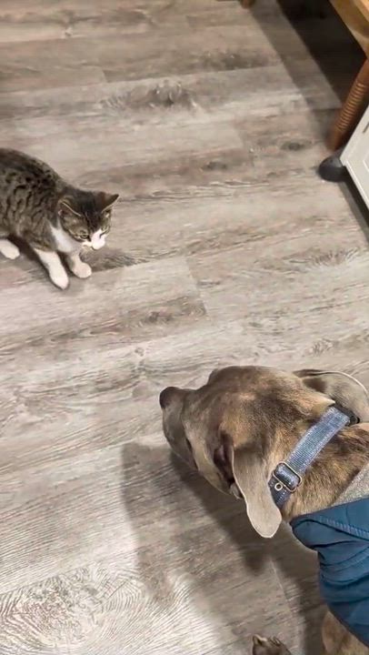 Enlarge Kiwi, an adopted Domestic Short Hair in Weehawken, NJ video 5/6