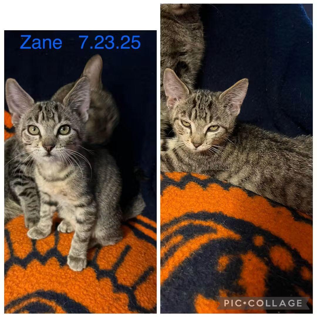 Enlarge S-Zane, an adopted Tabby in Billings, MT image 1/1