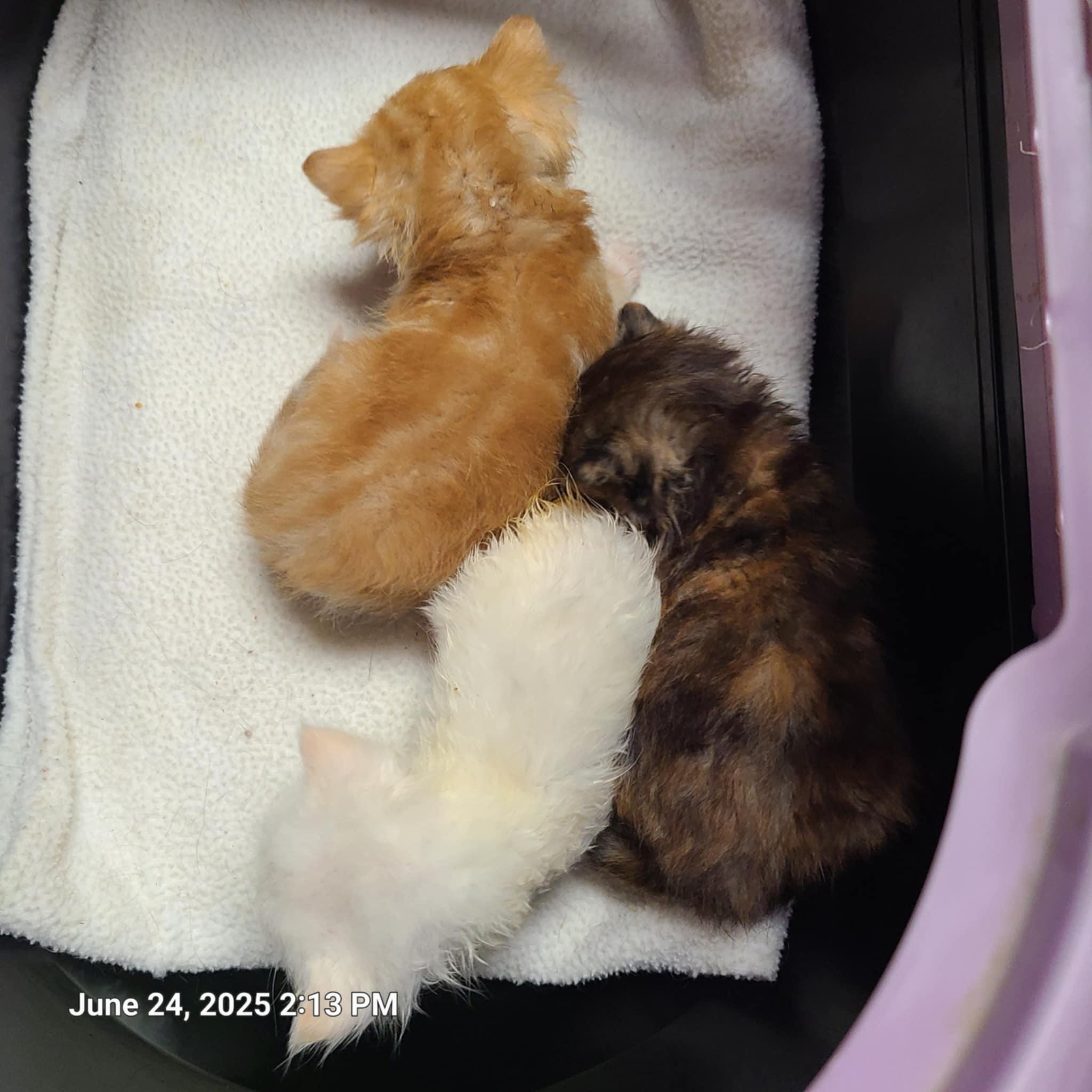 2 males and one female