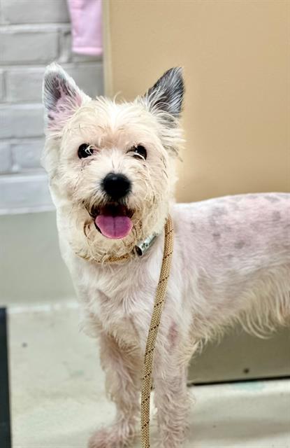 Gelato - #44949, an adopted Miniature Schnauzer & Yorkshire Terrier Mix in Columbia, MD_image-1