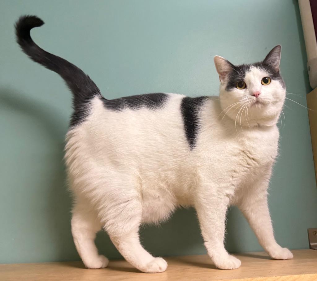 Enlarge Aggie, a ADOPTABLE Domestic Short Hair in Amery, WI image 4/4