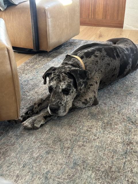 Rudy, Adoptable, Adult Male Great Dane.