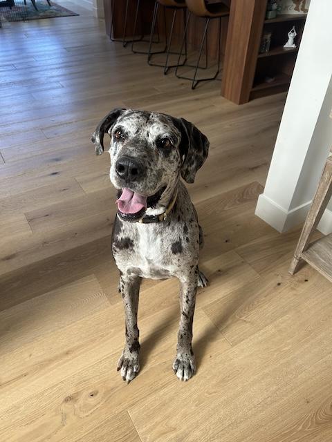 Rudy, a Adoptable Great Dane in Denver, CO image 2/3