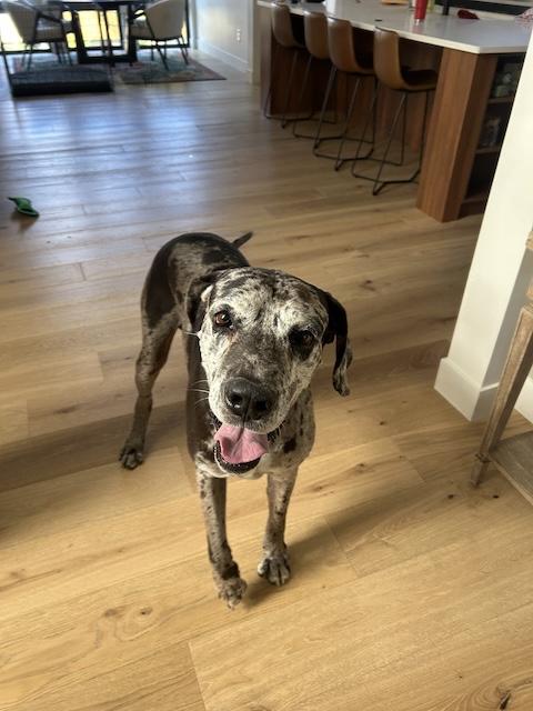 Rudy, a Adoptable Great Dane in Denver, CO image 3/3