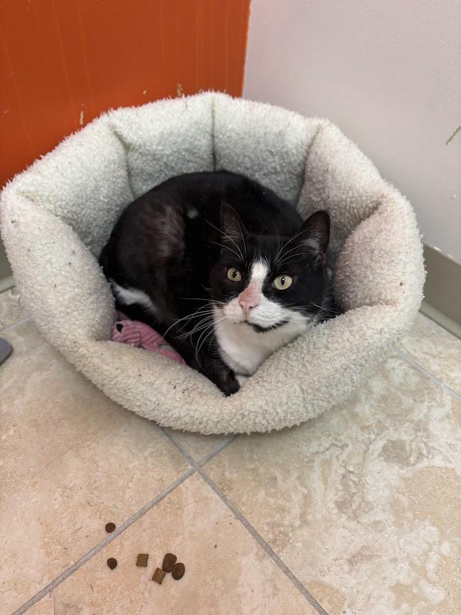 Enlarge Pixie, a ADOPTABLE Domestic Short Hair in The Colony, TX image 1/2