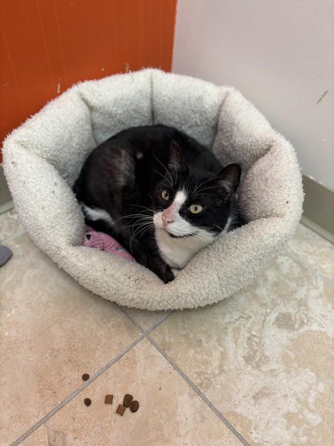 Enlarge Pixie, a ADOPTABLE Domestic Short Hair in The Colony, TX image 2/2