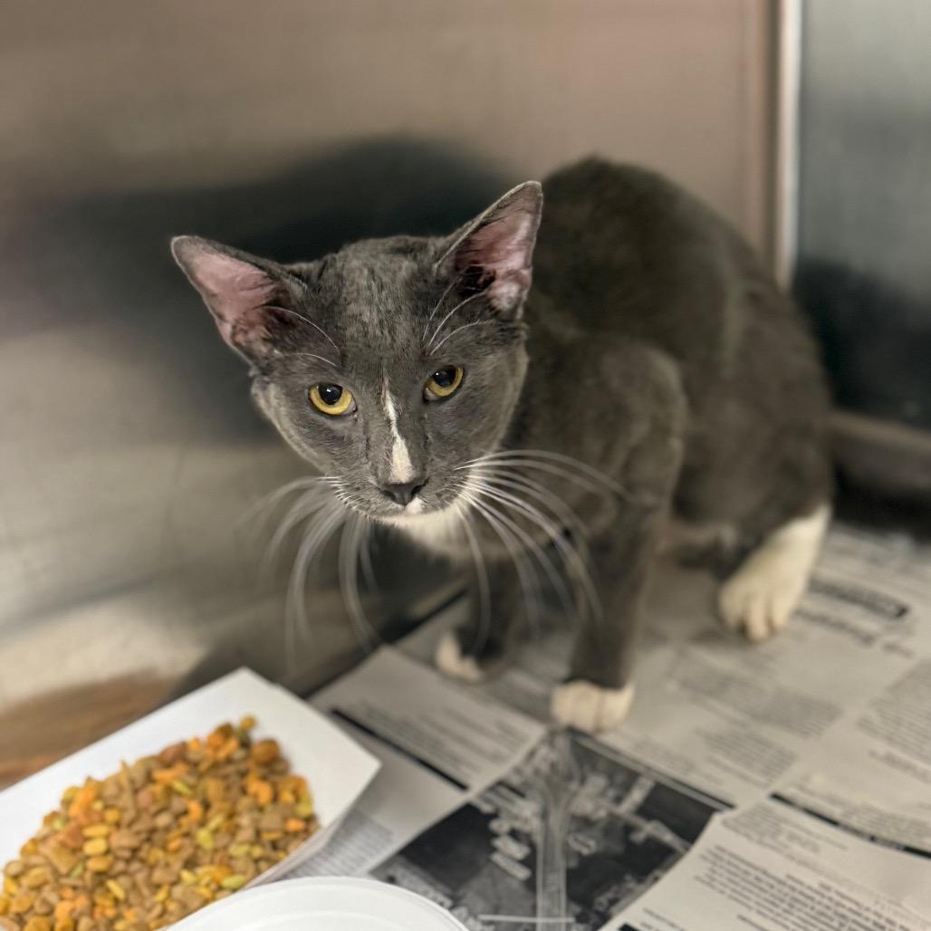 Enlarge Ryan, a Adoptable Domestic Short Hair in Pauls Valley, OK image 1/1