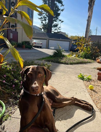 Enlarge Birdie, a Adopted mixed breed in Pleasant Hill, CA image 1/4