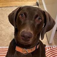 Enlarge Birdie, a Adopted mixed breed in Pleasant Hill, CA image 2/4