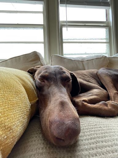 Enlarge Birdie, a Adopted mixed breed in Pleasant Hill, CA image 3/4