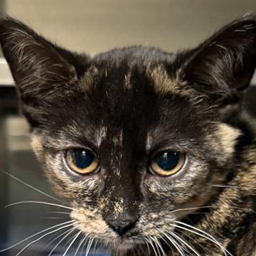 Cloe, Adoptable, Kitten Female Domestic Short Hair & Domestic Short Hair.