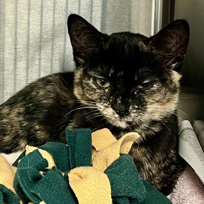 Enlarge Cloe, a Adoptable mixed breed in Madison, WI image 2/3