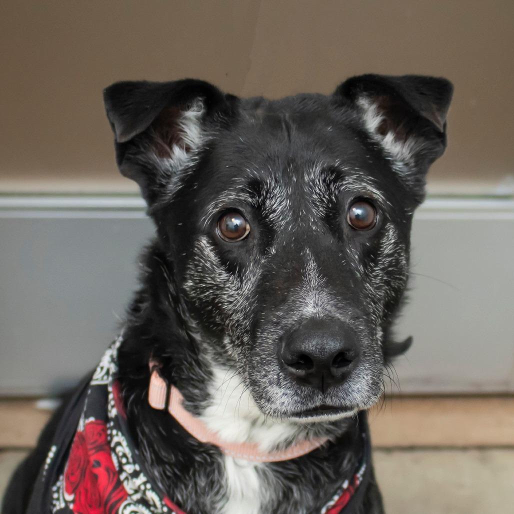 Enlarge Rocky, a Adoptable mixed breed in Middletown, RI image 1/1