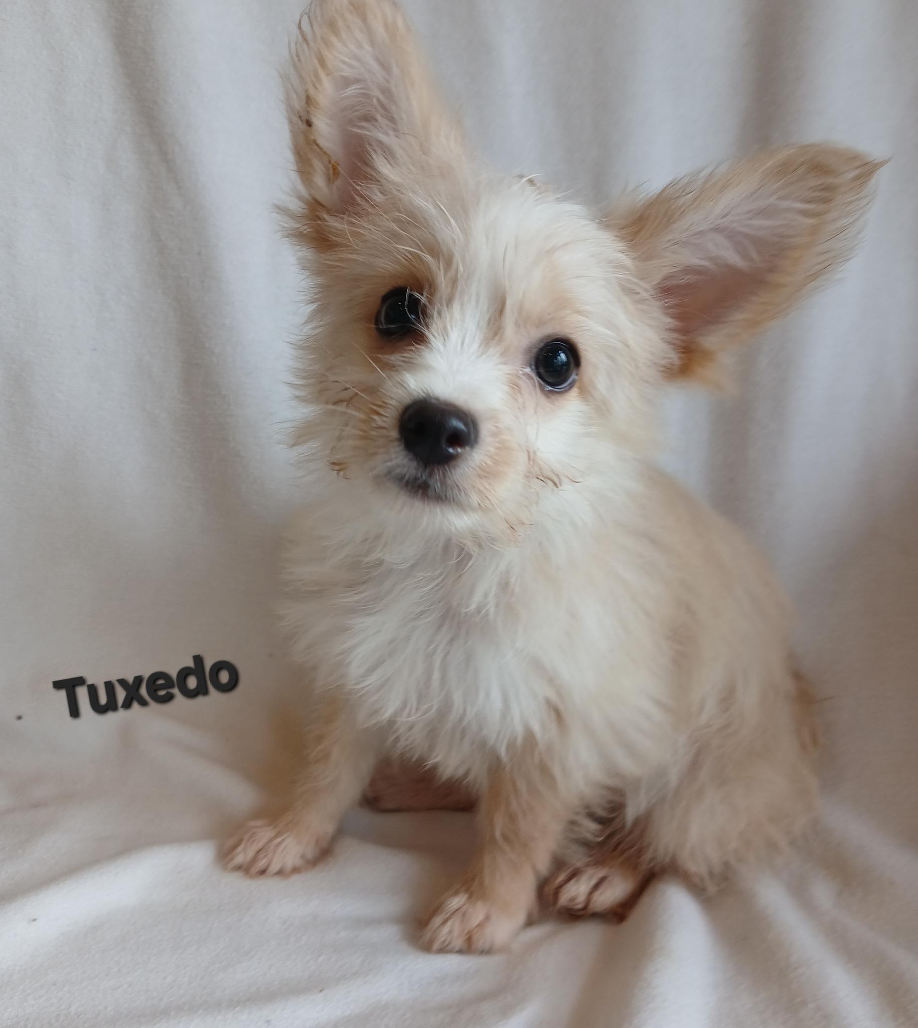 Tuxedo