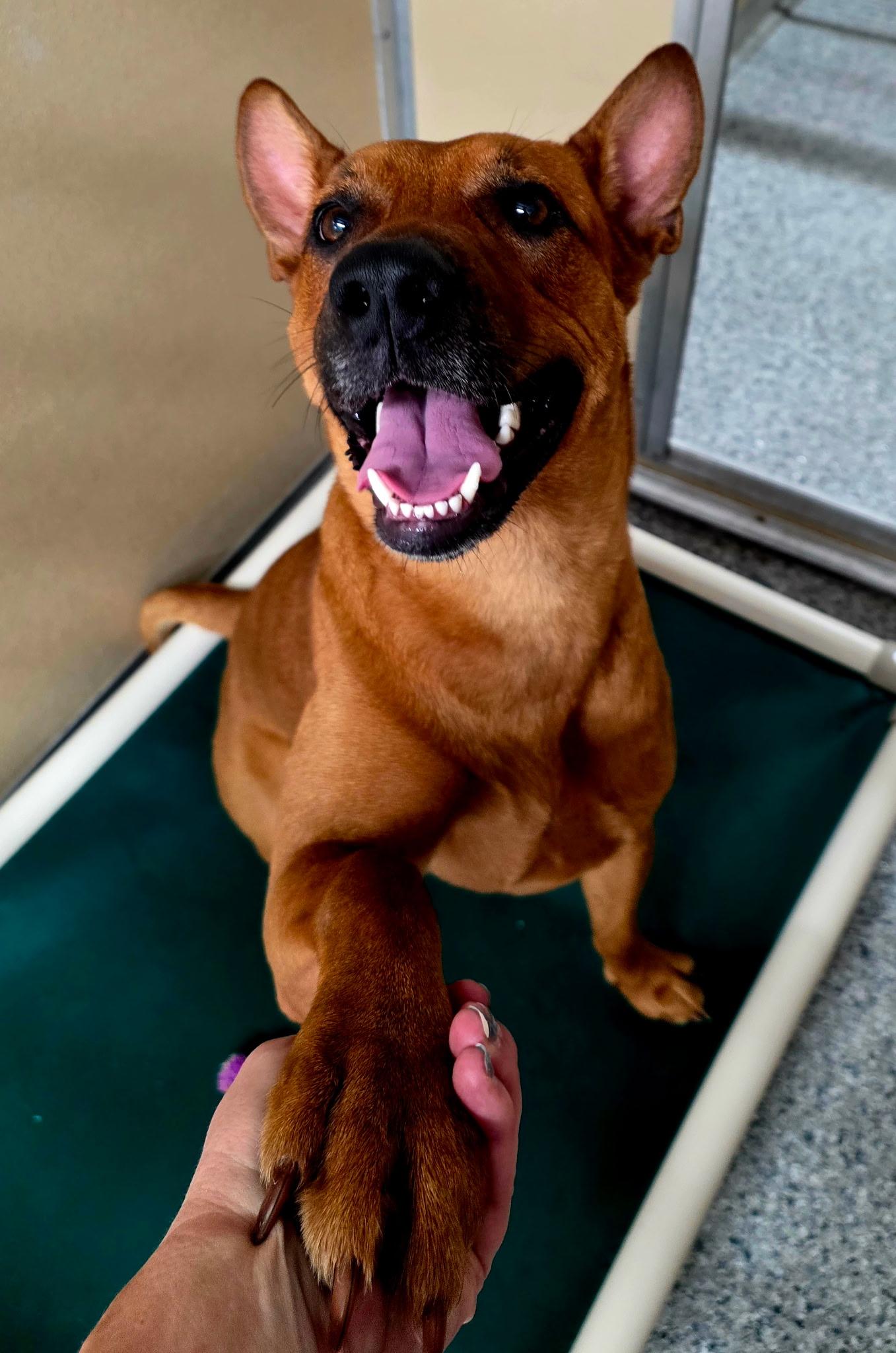 Enlarge Roxy, a ADOPTABLE mixed breed in St. Augustine, FL image 2/4