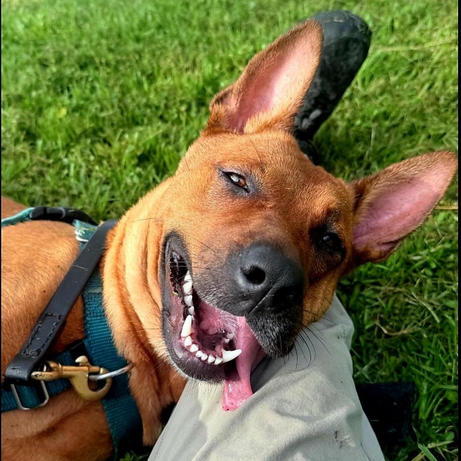 Enlarge Roxy, a ADOPTABLE mixed breed in St. Augustine, FL image 3/4