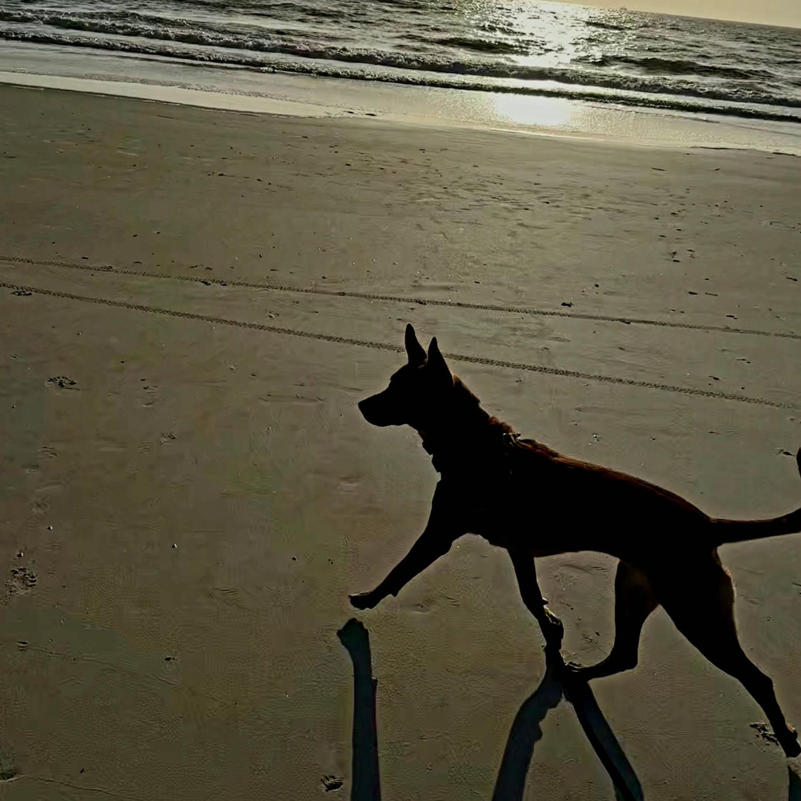 Enlarge Roxy, a ADOPTABLE mixed breed in St. Augustine, FL image 4/4