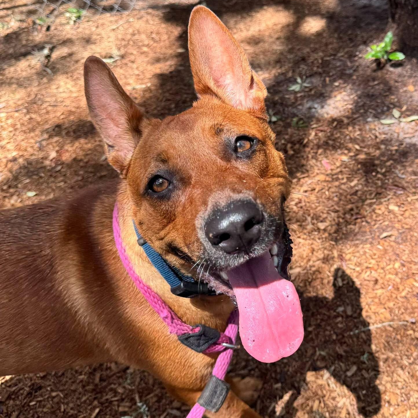Enlarge Roxy, a ADOPTABLE mixed breed in St. Augustine, FL image 1/1