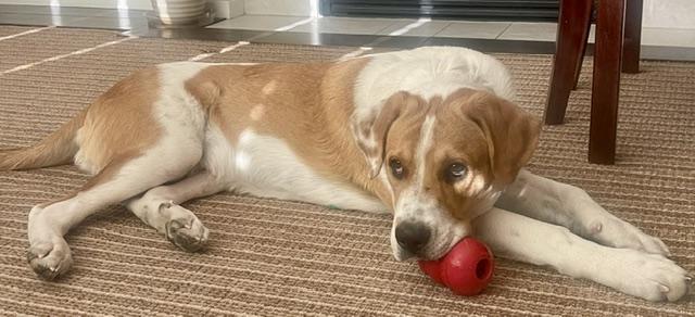 Enlarge Hector, a ADOPTABLE mixed breed in Aspen, CO image 2/6