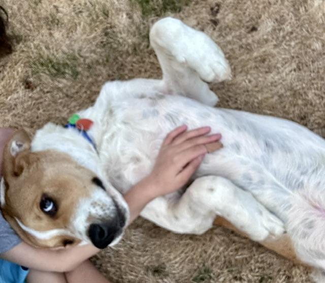 Enlarge Hector, a ADOPTABLE mixed breed in Aspen, CO image 4/6