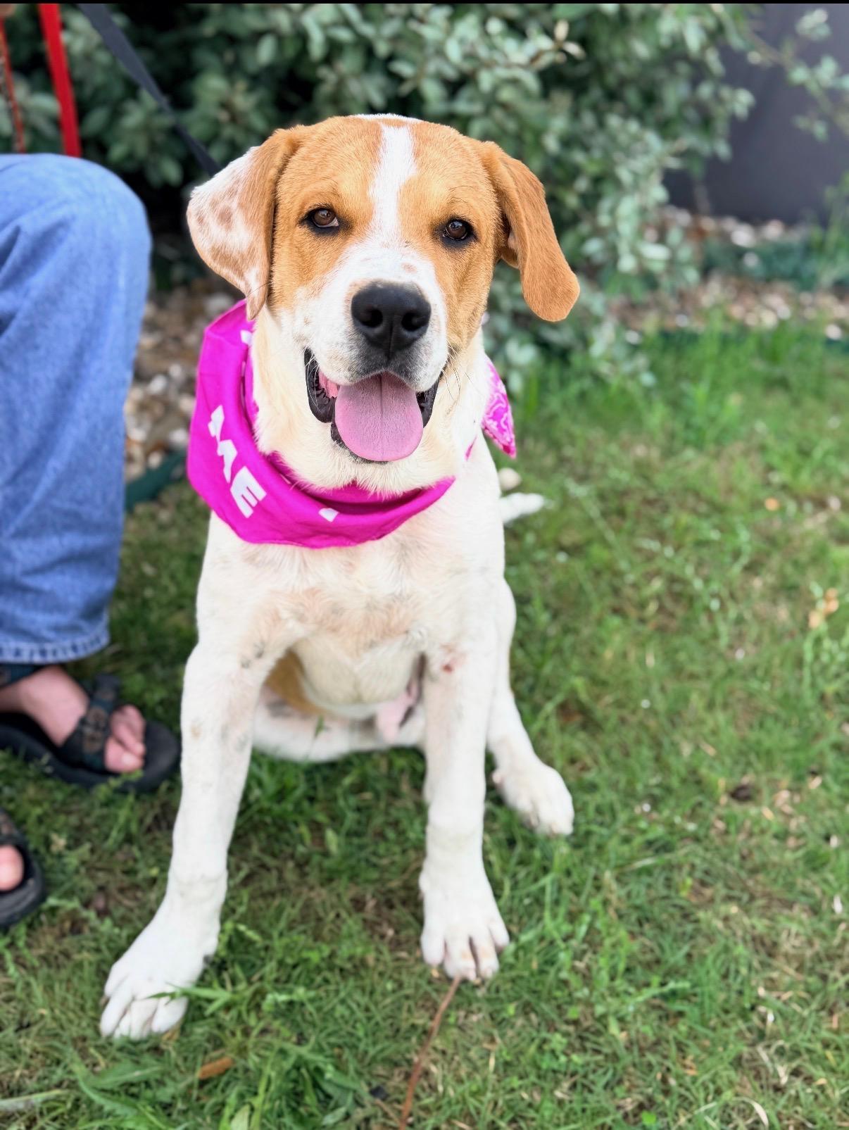 Enlarge Hector, a ADOPTABLE mixed breed in Aspen, CO image 6/6