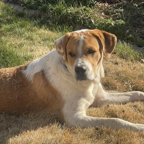 Enlarge Hector, a ADOPTABLE mixed breed in Aspen, CO image 3/6