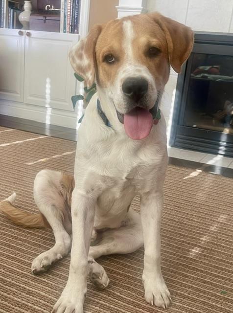 Hector, ADOPTABLE, Puppy Male Saint Bernard & Hound.
