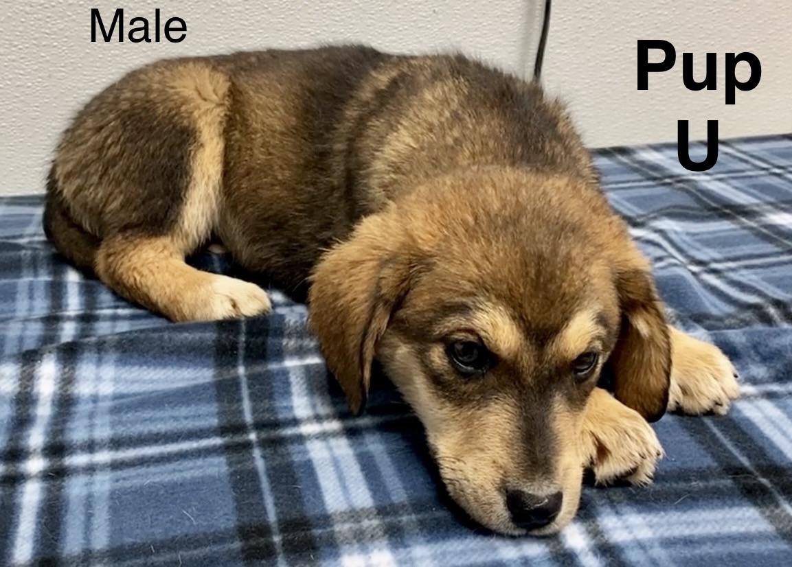 Pup U, adopted, Puppy Male Labrador Retriever & Mixed Breed.