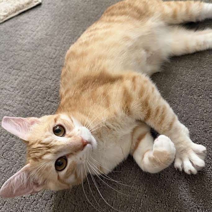 Enlarge Domino Bell, a Adoptable Domestic Short Hair in Denver, CO image 2/5