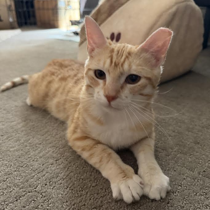 Enlarge Domino Bell, a Adoptable Domestic Short Hair in Denver, CO image 1/5