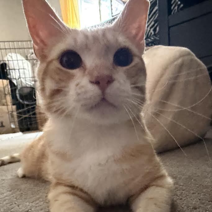 Enlarge Domino Bell, a Adoptable Domestic Short Hair in Denver, CO image 4/5