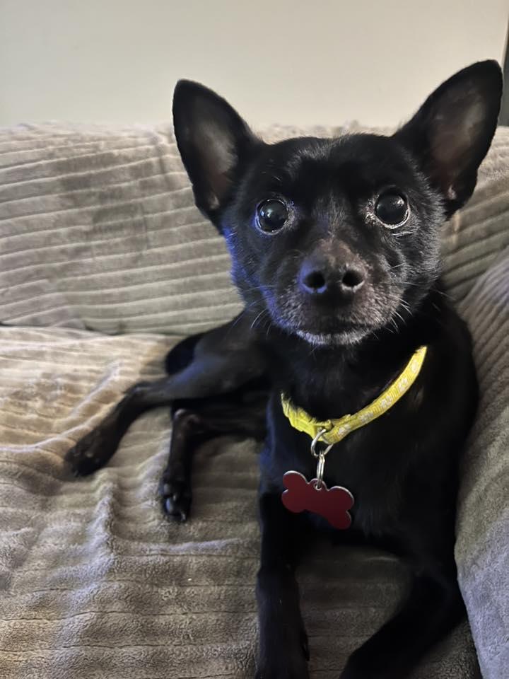 Harley, Adoptable, Adult Male Chihuahua.